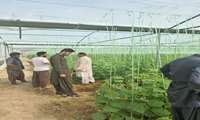 اجرای طرح ملی پایش سموم در ایرانشهر؛ نمونه‌برداری گسترده از مزارع و باغات محلی